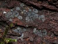 Aschgraues Weichbecherchen, Foto 25