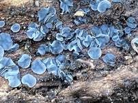Aschgraues Weichbecherchen, Foto 29
