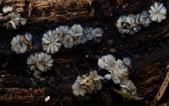 Aschgraues Weichbecherchen, Foto 6