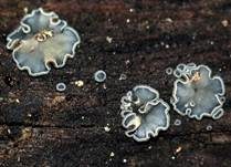 Aschgraues Weichbecherchen, Foto 7