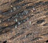 Aschgraues Weichbecherchen, Foto 10