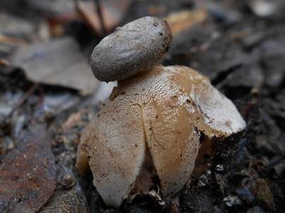 Dunkler Erdstern, Foto 2