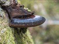 Dunkler Lackporling, Foto 20