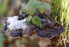Dunkler Lackporling, Foto 22