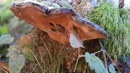 Dunkler Lackporling, Foto 27