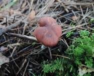 Dunkler Lacktrichterling, Foto 7