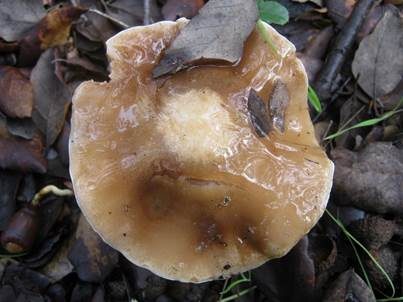 Dunkler Rettichfälbling, Foto 2