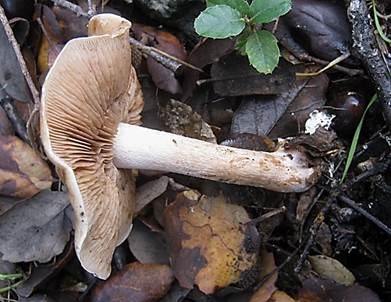 Dunkler Rettichfälbling, Foto 3
