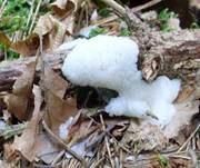Dunkles Fadenkeulchen, Foto 12