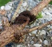 Dunkles Fadenkeulchen, Foto 14