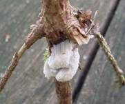 Dunkles Fadenkeulchen, Foto 18