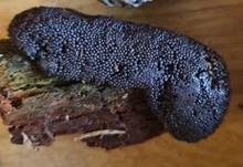 Dunkles Fadenkeulchen, Foto 19