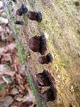 Dunkles Fadenkeulchen, Foto 20