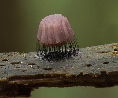 Dunkles Fadenkeulchen, Foto 4
