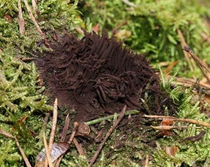 Dunkles Fadenkeulchen, Foto 5
