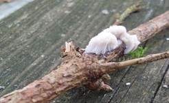 Dunkles Fadenkeulchen, Foto 7