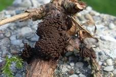 Dunkles Fadenkeulchen, Foto 10