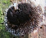 Dunkles Fadenkeulchen, Foto 11