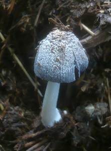 Aschgrauer Misttintling, Foto 6
