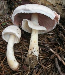Dünnfleischiger Anischampignon, Foto 2