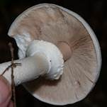 Dünnfleischiger Anischampignon, Foto 12