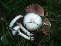 Dünnfleischiger Anischampignon, Foto 13
