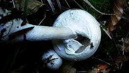 Dünnfleischiger Anischampignon, Foto 14