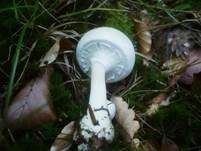 Dünnfleischiger Anischampignon, Foto 15
