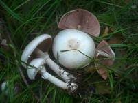 Dünnfleischiger Anischampignon, Foto 17