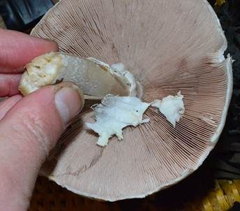 Dünnfleischiger Anischampignon, Foto 5