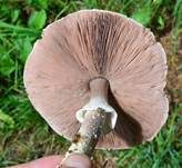 Dünnfleischiger Anischampignon, Foto 7