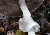 Dünnfleischiger Anischampignon, Foto 10