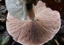 Dünnfleischiger Anischampignon, Foto 11