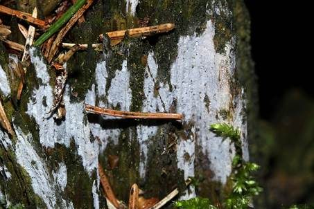 Dünnfleischiger Rindenpilz, Foto 3