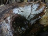 Dünnfleischiger Rindenpilz, Foto 14
