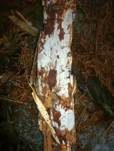 Dünnfleischiger Rindenpilz, Foto 15