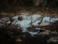 Dünnfleischiger Rindenpilz, Foto 16