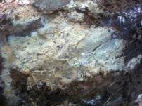 Dünnfleischiger Rindenpilz, Foto 17