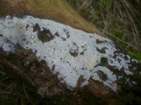 Dünnfleischiger Rindenpilz, Foto 18