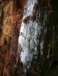 Dünnfleischiger Rindenpilz, Foto 21