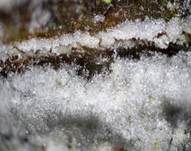 Dünnfleischiger Rindenpilz, Foto 7