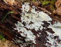 Dünnfleischiger Rindenpilz, Foto 9