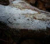 Dünnfleischiger Rindenpilz, Foto 10