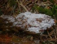 Dünnfleischiger Rindenpilz, Foto 11