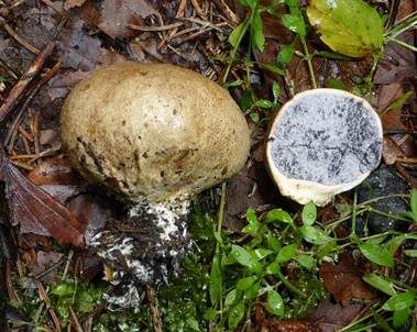 Dünnschaliger Kartoffelbovist, Foto 2