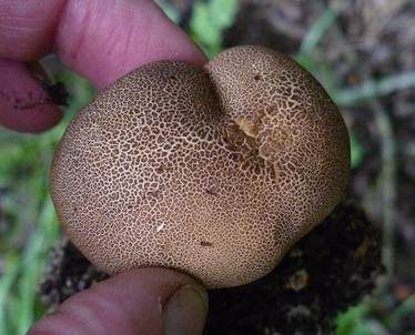 Dünnschaliger Kartoffelbovist, Foto 3