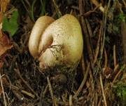 Dünnschaliger Kartoffelbovist, Foto 12