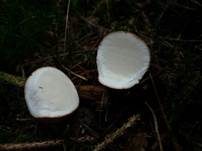 Dünnschaliger Kartoffelbovist, Foto 14