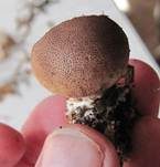 Dünnschaliger Kartoffelbovist, Foto 17