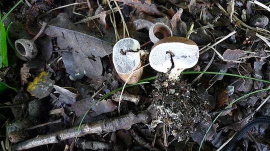 Dünnschaliger Kartoffelbovist, Foto 4